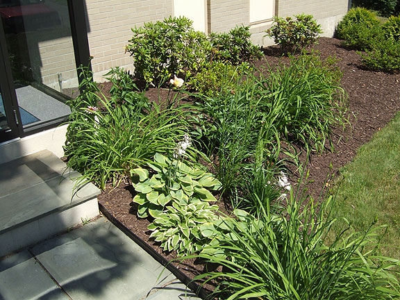 A corporate entrance. This garden is new and has not filled in yet. It contains coneflowers, hostas, peonies, lilies, azaleas, rhododendrons and globe arborvites.