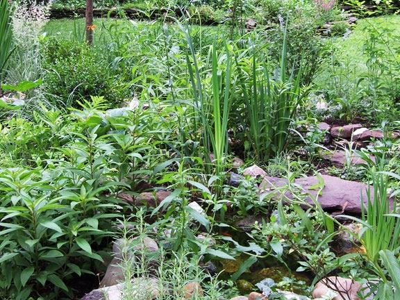 Pond in Spring